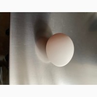 Екологічно чисті яйця