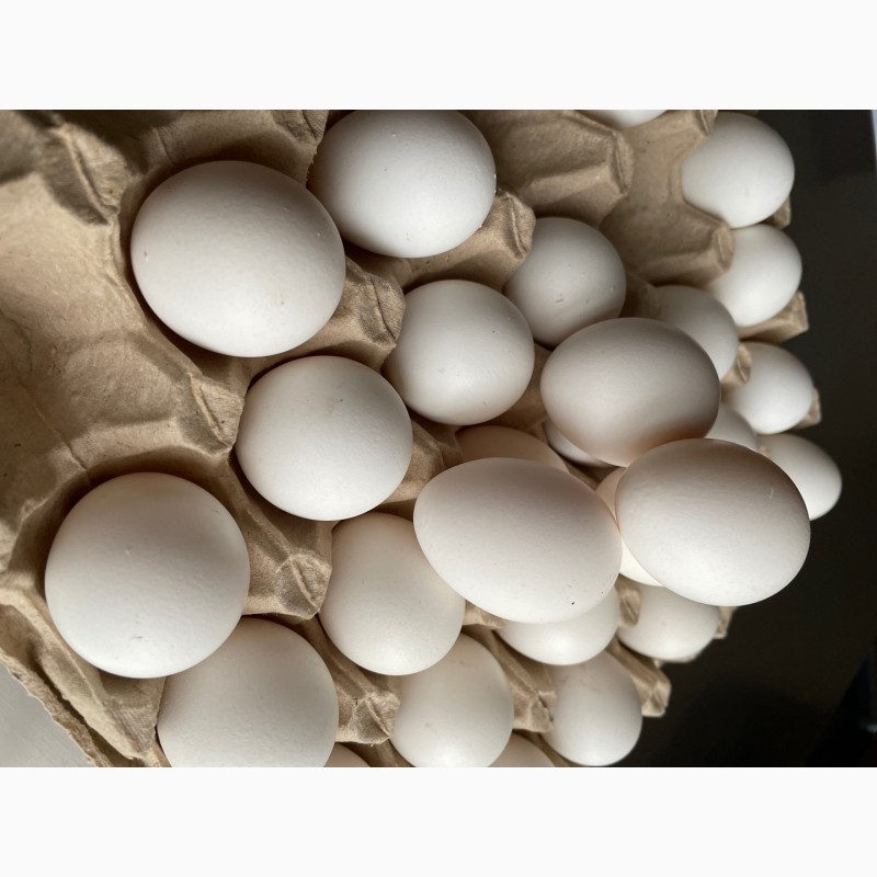 Фото 4. Екологічно чисті яйця
