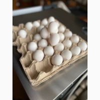 Екологічно чисті яйця