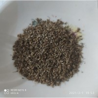 Петрушка обыкновенная ( семена 3г)
