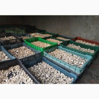 Сушеные шампиньоны сушені печериці сушені гриби продам сушені гриби