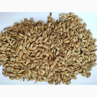 Продам спельту (разновидность древней пшеницы, сорт Zollernspelz)- 100т