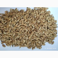 Продам спельту (разновидность древней пшеницы, сорт Zollernspelz)- 100т