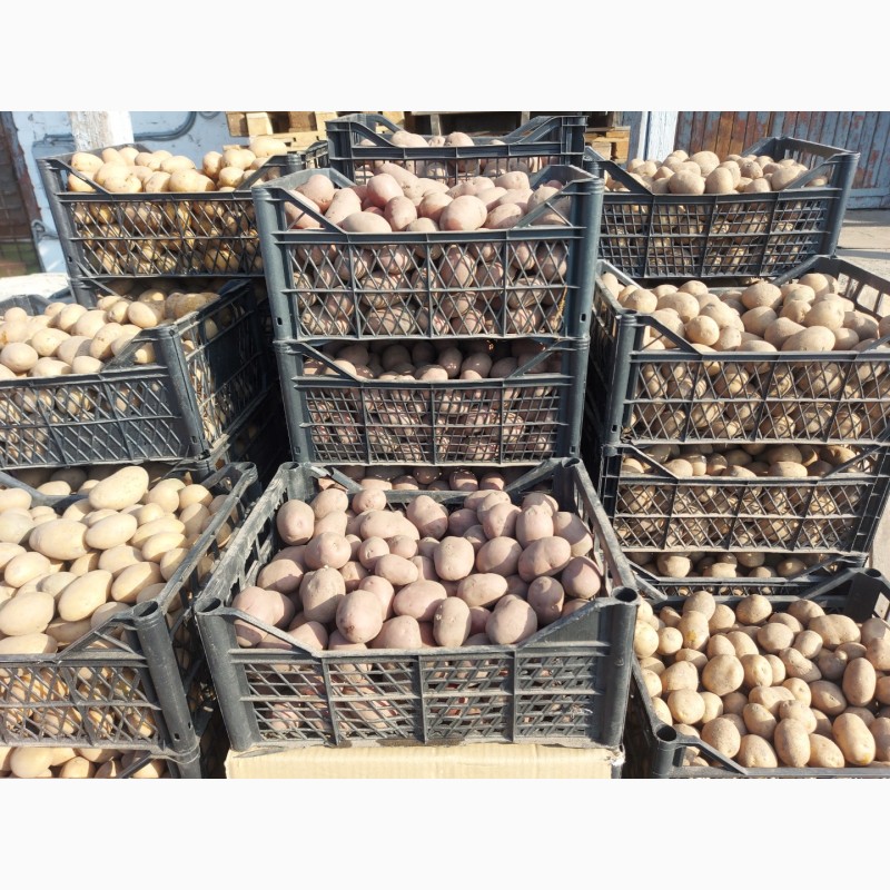Фото 5. Продам насінневу картоплю