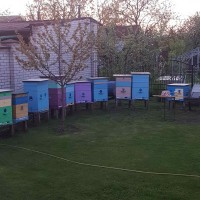 Продам бджолопакети, бджолосімї
