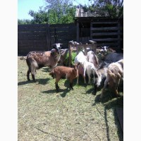 Розпродаж дійних кіз та козенят