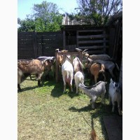 Розпродаж дійних кіз та козенят