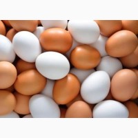 Куплю оптом яйця курячі на экспорт в Європу