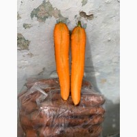Продам моркву, сорт Престо тип нанський