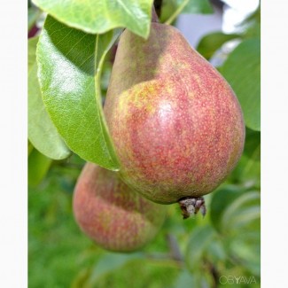 Саджанці плодових дерев груші
