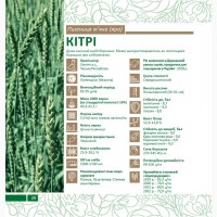 Пропонуємо насіння ярої пшениці Кітрі (СН-1)