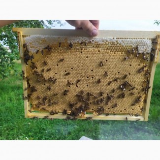 Бджолопакети карпатських бджіл