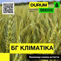 Насіння пшениці BG Klimatika / БГ Кліматіка (озима / остиста) Durum Seeds