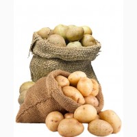 Закуповуємо картоплю по всій Україні оптом від 20 тон