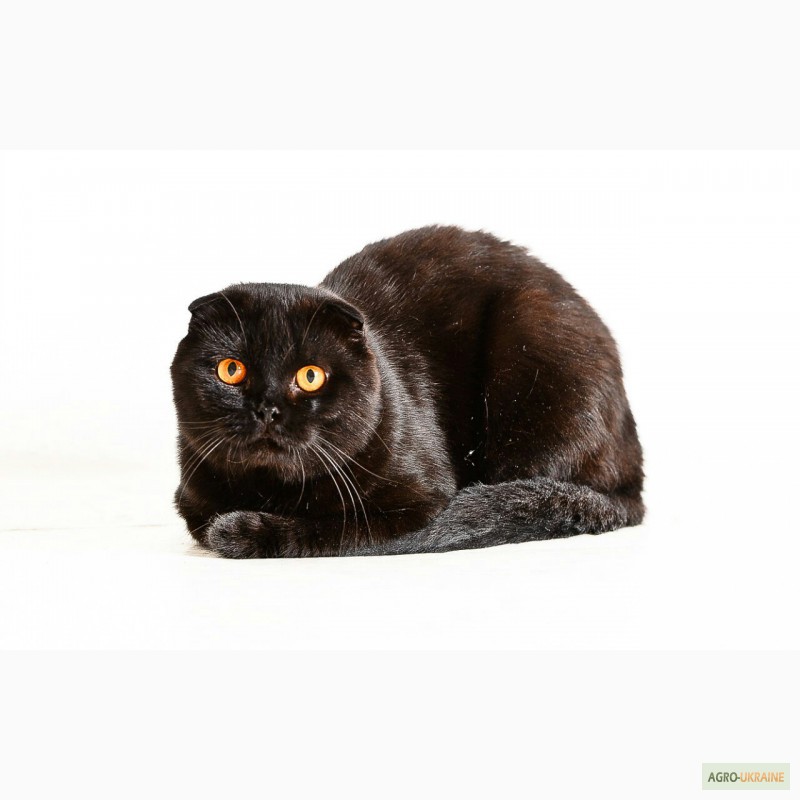 Фото черной шотландской вислоухой кошки