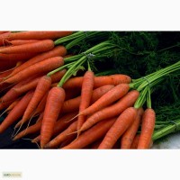 Продам голландские и чешские семена моркови в мини пакете компаний Бейо, Семо, Сингента