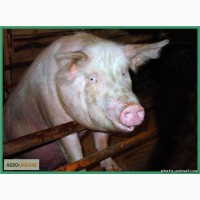 Продам свиней домашніх мясної породи 120-170 кг. м.Пирятин обл.Полтавська