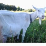 Планирую осенью продать козу шестилитровку