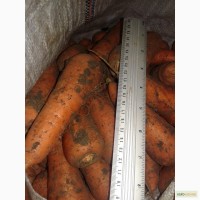 Продам морковь урожай 2021г товарную сорт Лагуна, Абака, Марелия