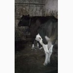 Продам молочну корову