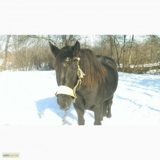 Продаю коня (кобилу), порода Торійка