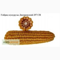 Семена кукурузы Днепровский 257 СВ