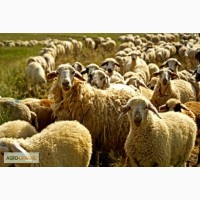 Куплю овец