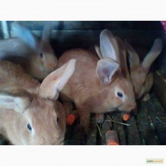 Кролики бургундці