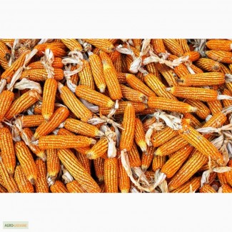 Продам семена кукурузы Монсанто 2200 мешок