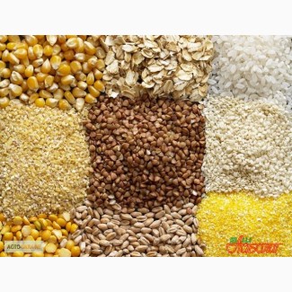 Компания AGROJUST купит пшеницу и другие зерновые