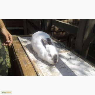 Калифорнийский кролик ( производитель)