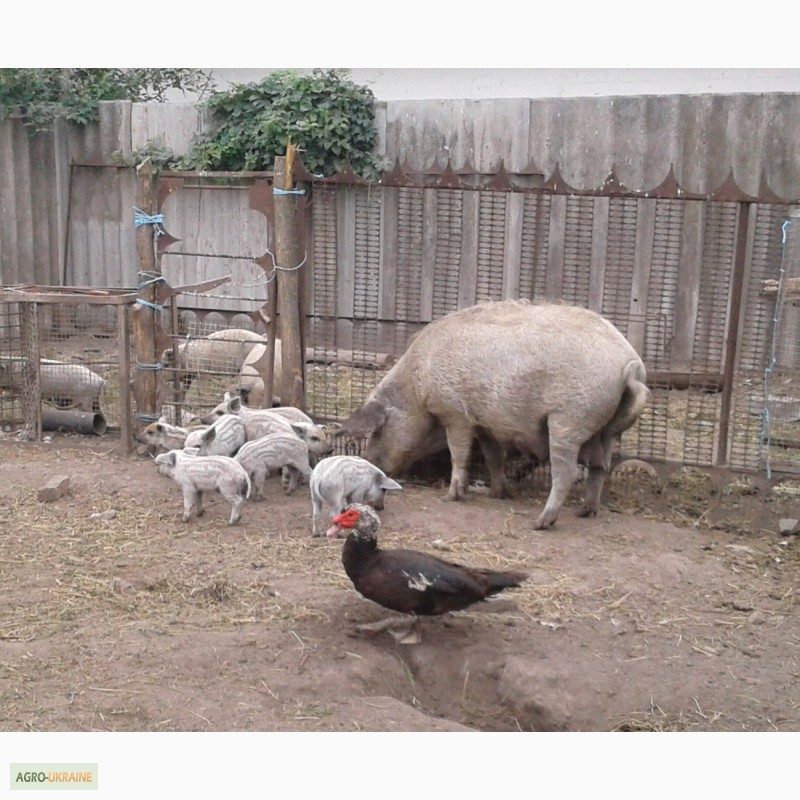 Фото 2. Продам поросят, свиней, поросных свиноматок породы Венгерская мангалица