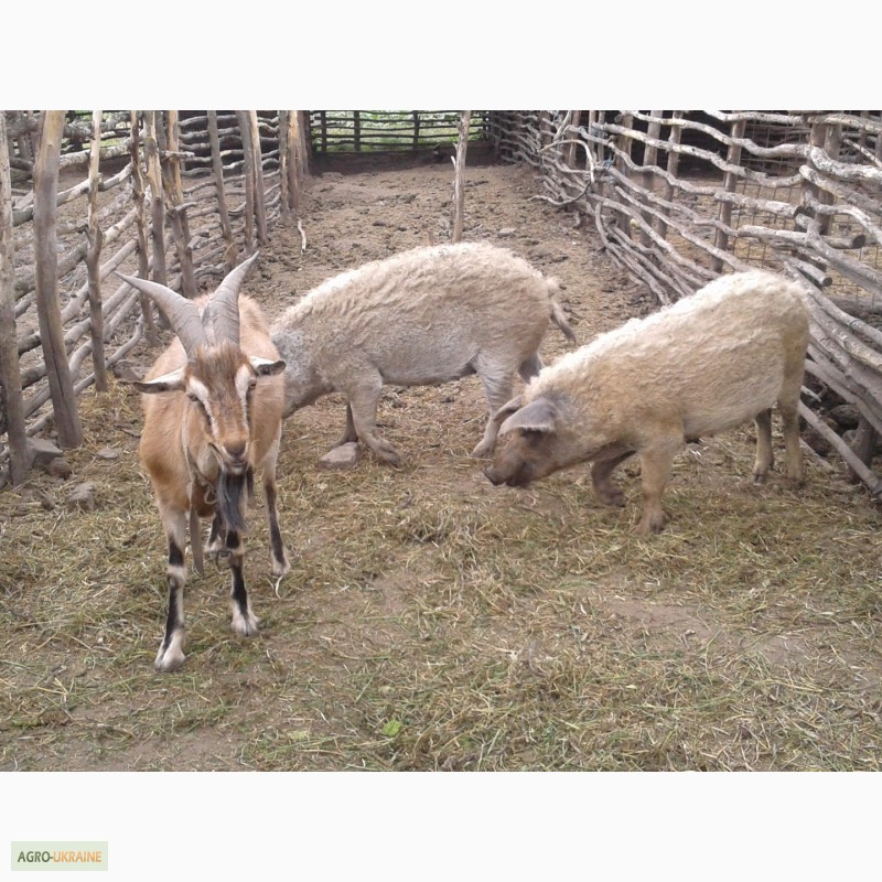 Фото 3. Продам поросят, свиней, поросных свиноматок породы Венгерская мангалица