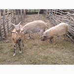 Продам поросят, свиней, поросных свиноматок породы Венгерская мангалица