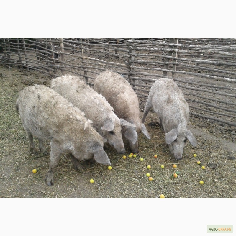 Фото 4. Продам поросят, свиней, поросных свиноматок породы Венгерская мангалица