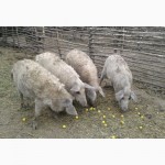 Продам поросят, свиней, поросных свиноматок породы Венгерская мангалица