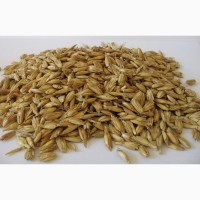 Продам пшеницу спельту(полба)