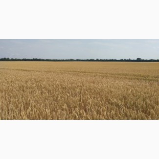 Насіння озимої пшениці сорт Самурай 1 репродукція від 7500 грн/т