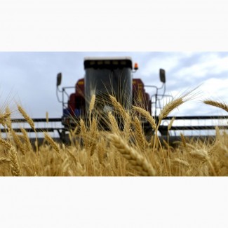 Предприятие производит оптовые закупки зерновых культур Пшеницу (2-6) класса