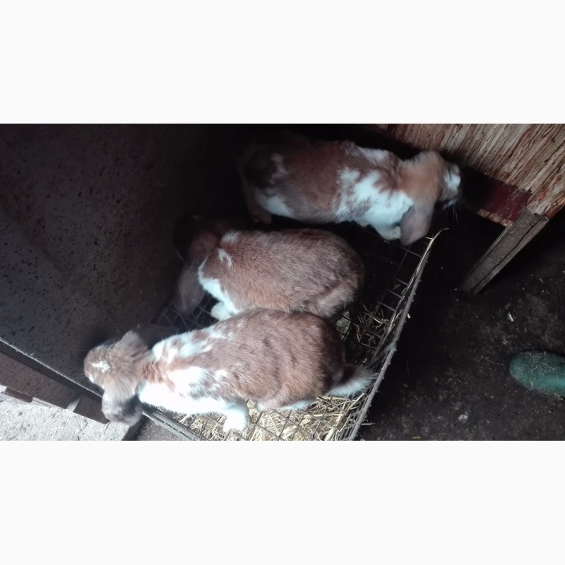 Фото 4. Продам кролів