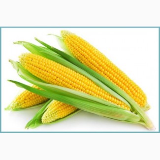 Семена сахарной кукурузы Веге F1 (производитель Украина)