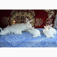 Продам кролі бройлерної породи Білий Панон