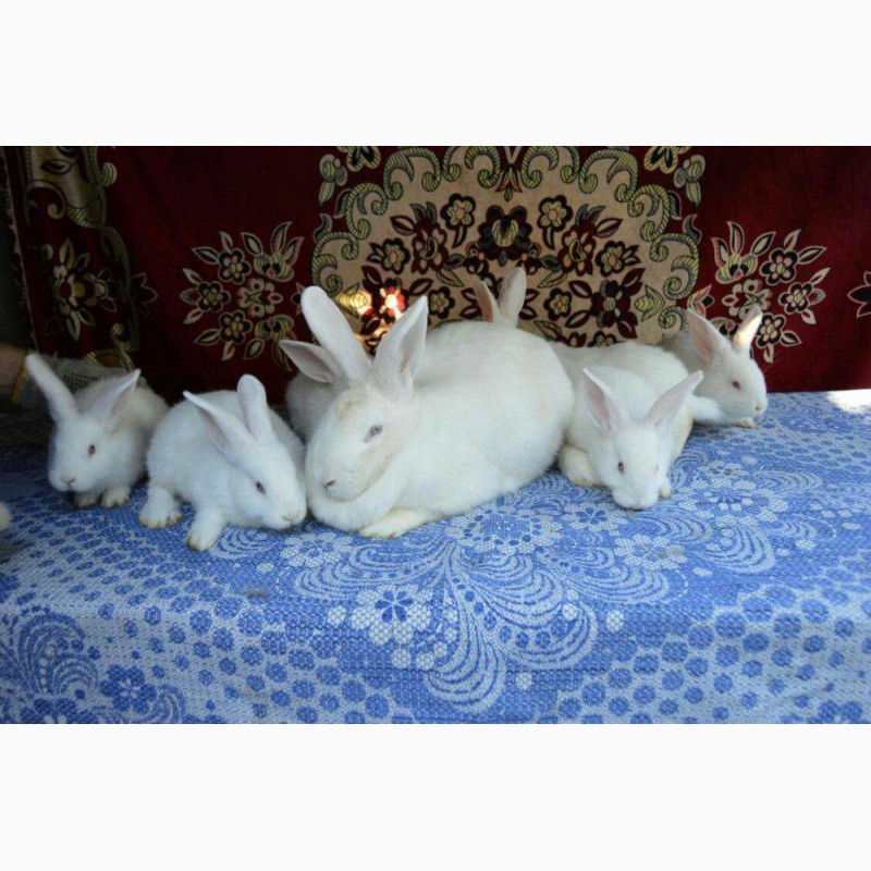 Фото 3. Продам кролі бройлерної породи Білий Панон