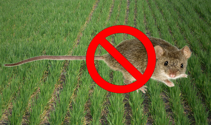 Фото 3. Продам препарат против мышей зерновой ДЕРАТЕЗ - готовая отрава для мышей