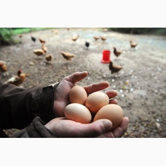 Приобрести яйца для инкубации кур Фокси Чик