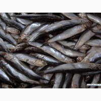 Продажа Морской Рыбы свежей