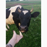 Продам дворічну корову чорно-білої окраси