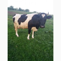 Продам дворічну корову чорно-білої окраси