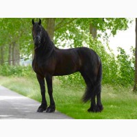 Красивая черная женская фризская лошадь для продажи