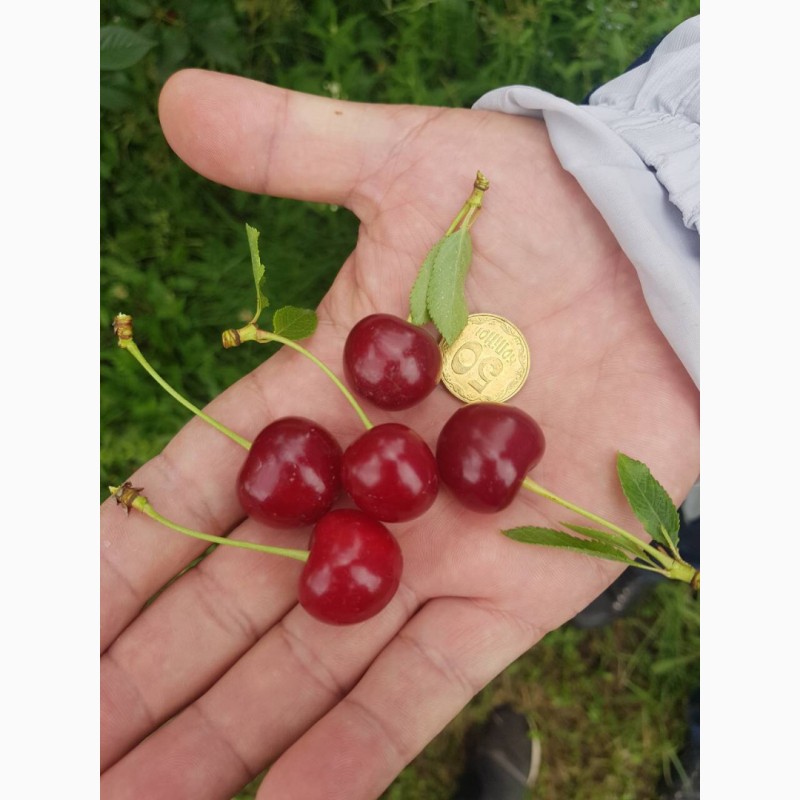 Вишня тургеневская описание сорта фото